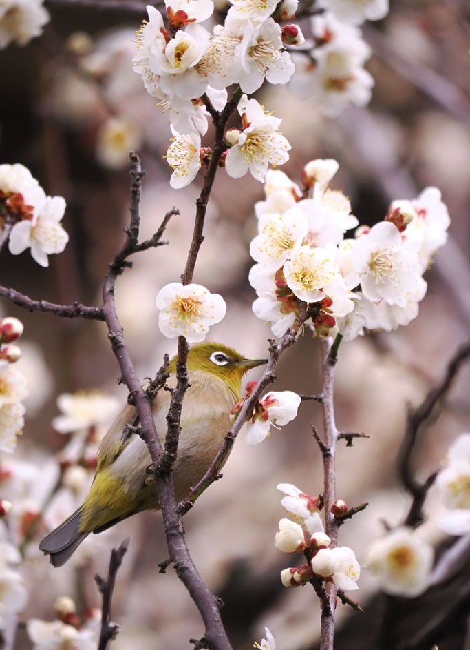 季節の便り：寒さの中に感じる春の息吹と小さな来客(メジロ)
