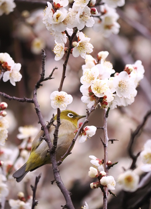 季節の便り：寒さの中に感じる春の息吹と小さな来客(メジロ)